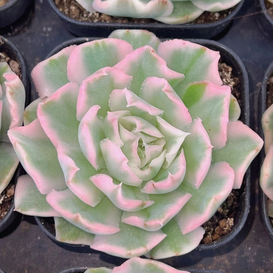 QNY136 パープル　バタフライ錦（6cm pot）