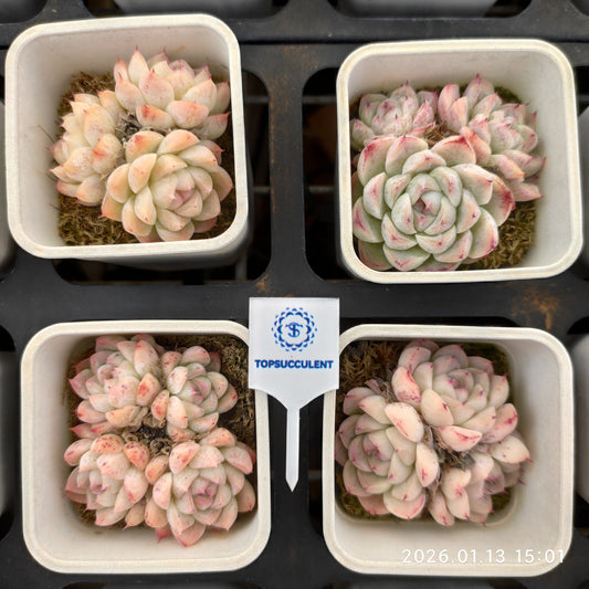 24680 ローズ　サラゴサ