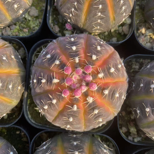 ZL541 ラゴネシー（5cm pot）