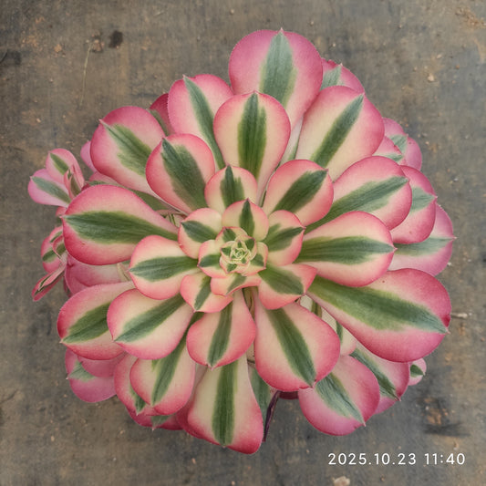 GDX013 アエオニウム　ウィッチ（18cm pot）