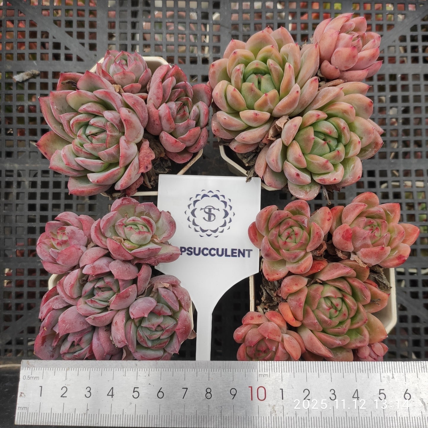 22517  ビーテル x オリジナル　ブルー　サプライズ（7cm pot）