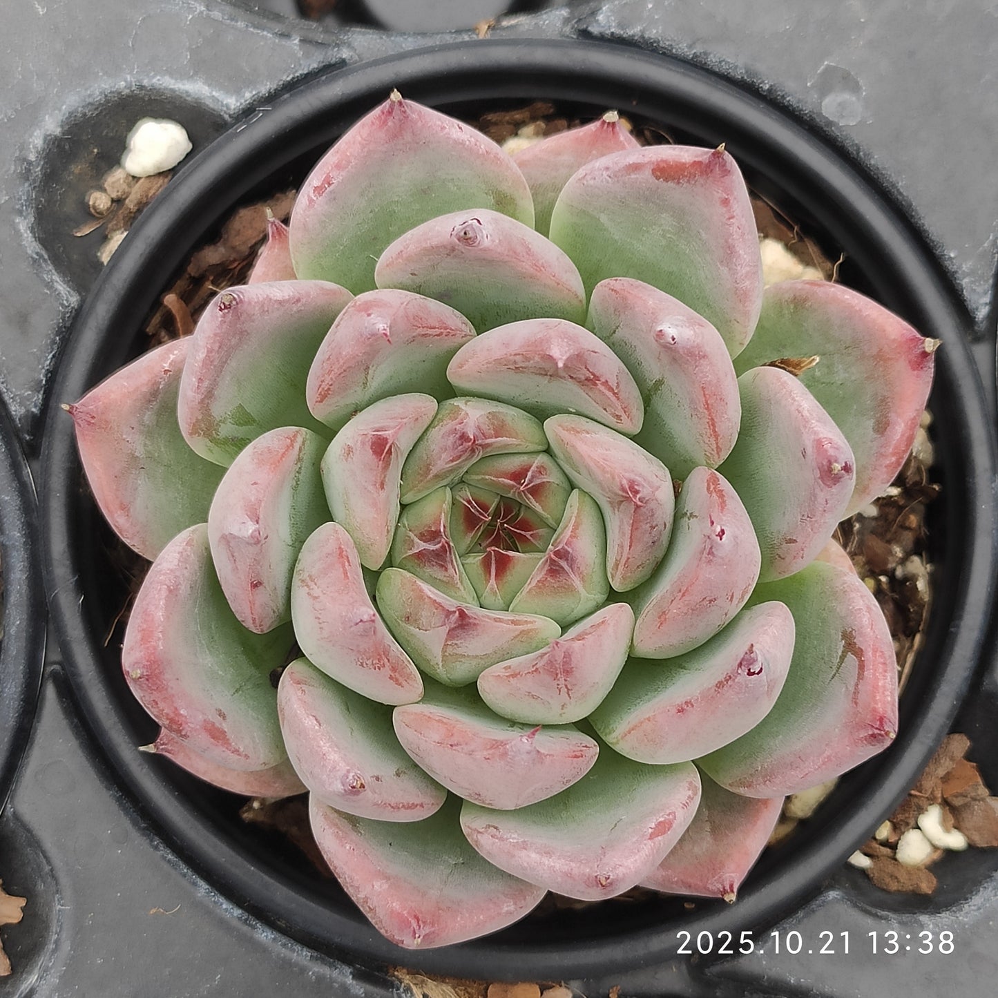 MMY1254 チワワエンシスHyb（9cm pot）