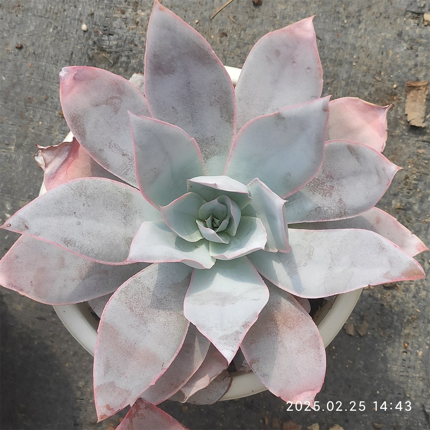 ZAJ001 カンテ (12cm pot)