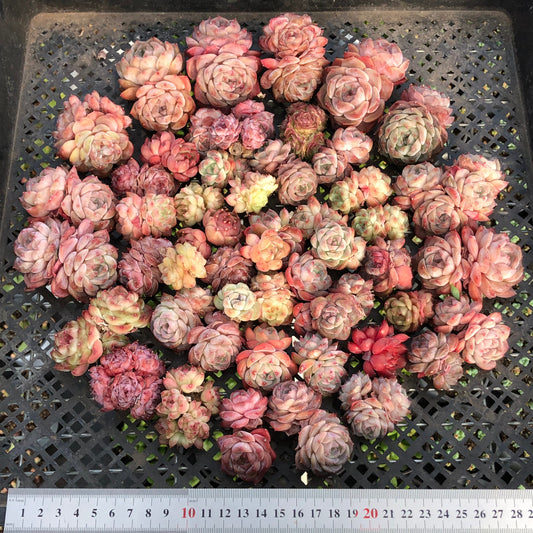 BL2121-016 ミックス苗