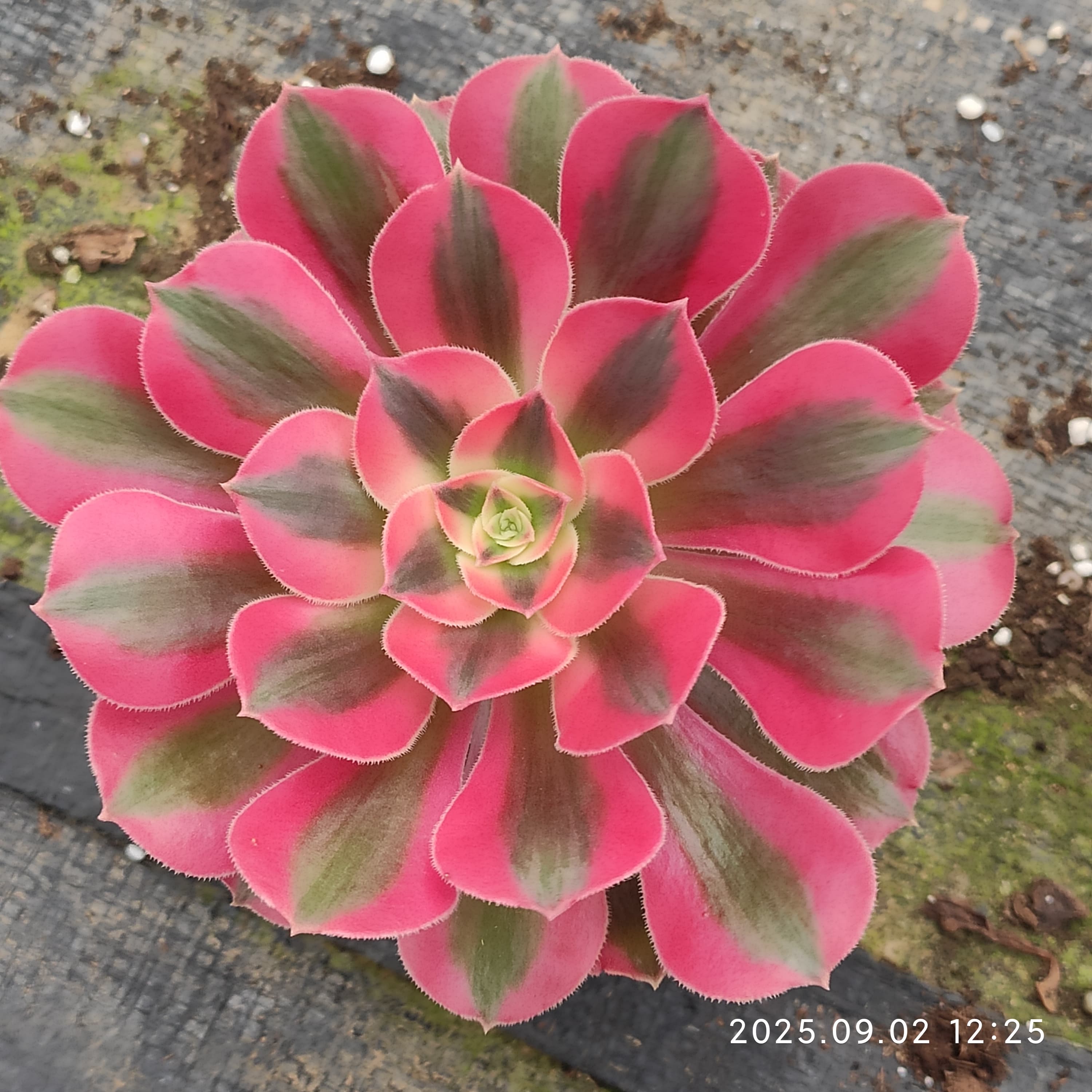 93#植物アエオニウム❤️サラダボール中斑錦❤️1大頭12cm 拔き苗 93#植物アエオニウム❤️サラダボール中斑錦❤️1大頭12cm 拔き苗