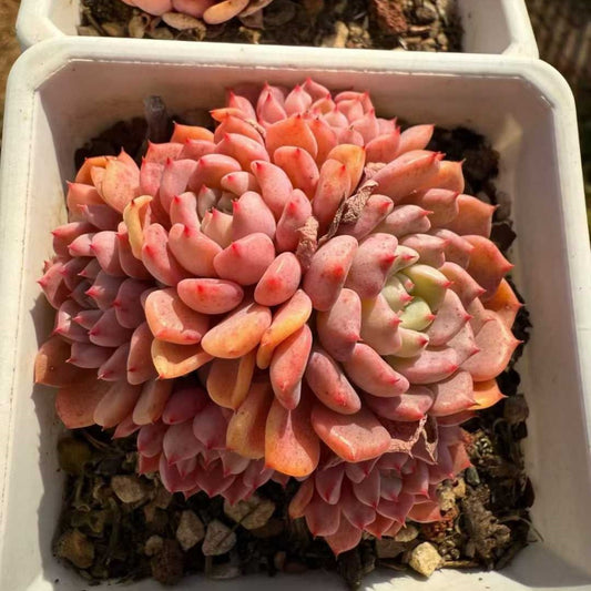 23571 キュート　バブルHyb（9cm pot）