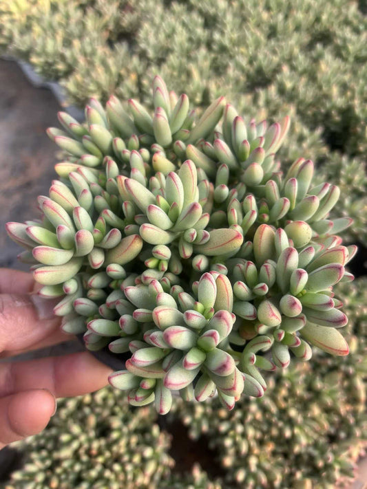 26581 ヌディカウリス var. ヘレイ