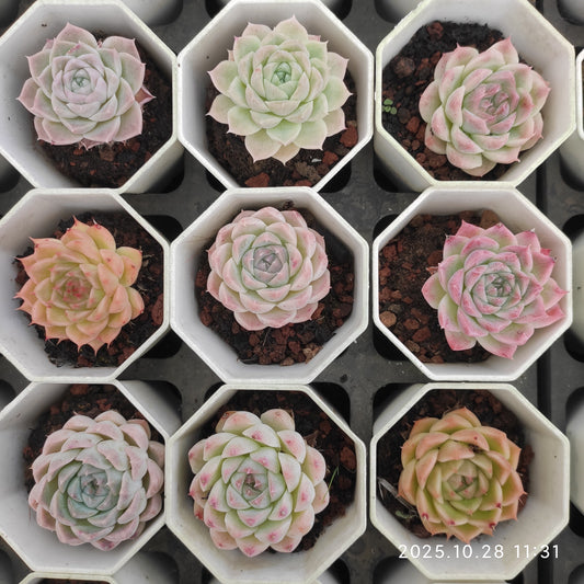 DQ079 シルーエット x ベリー（ミックス苗）（7cm pot）