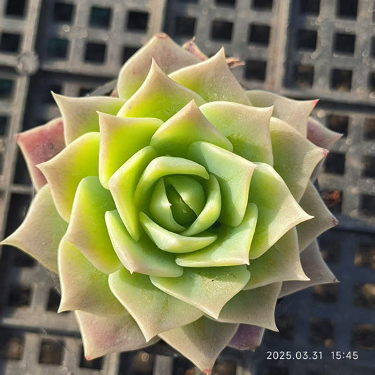 HH071 マクドガリー（5cm pot）