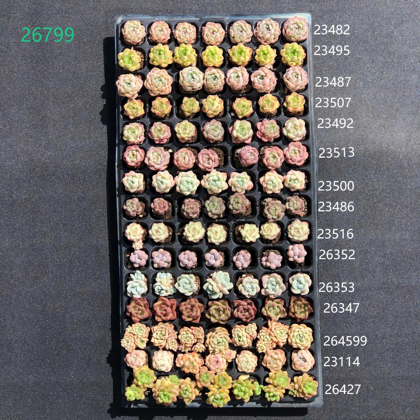 26799 105穴鍼灸プレートの組み合わせ 31