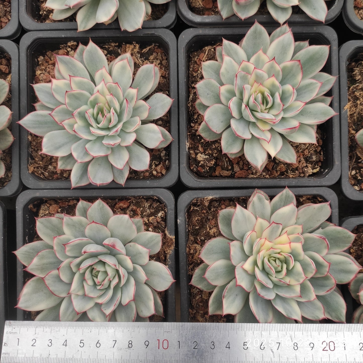 THH073 エスター錦（12cm pot）