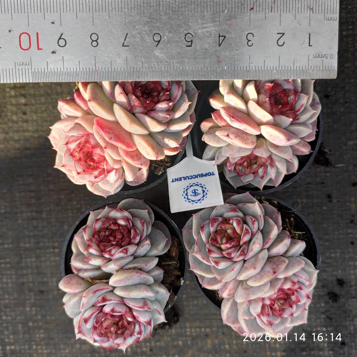 T1305 レッドベルベット