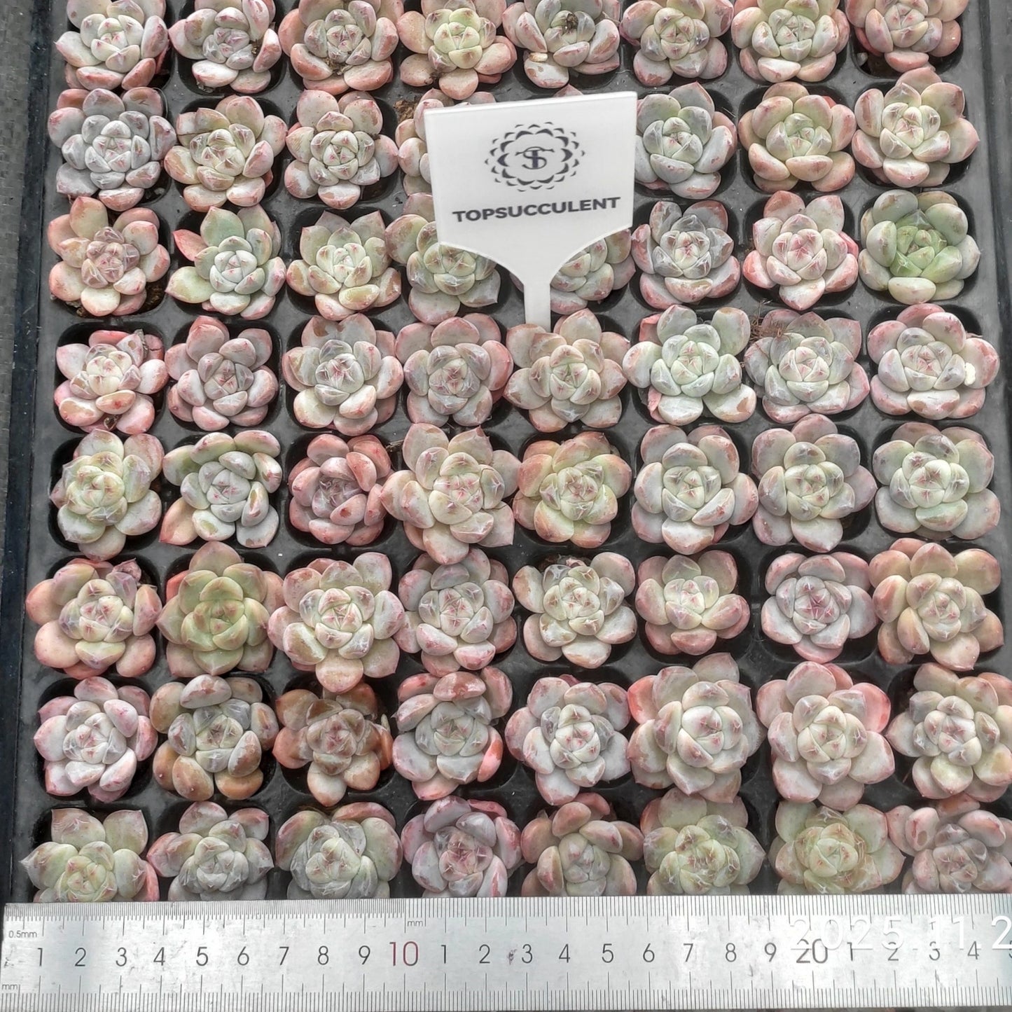 20658  ジェイドバタフライ（玉蝶）Hyb（3cm pot）（ポット苗）