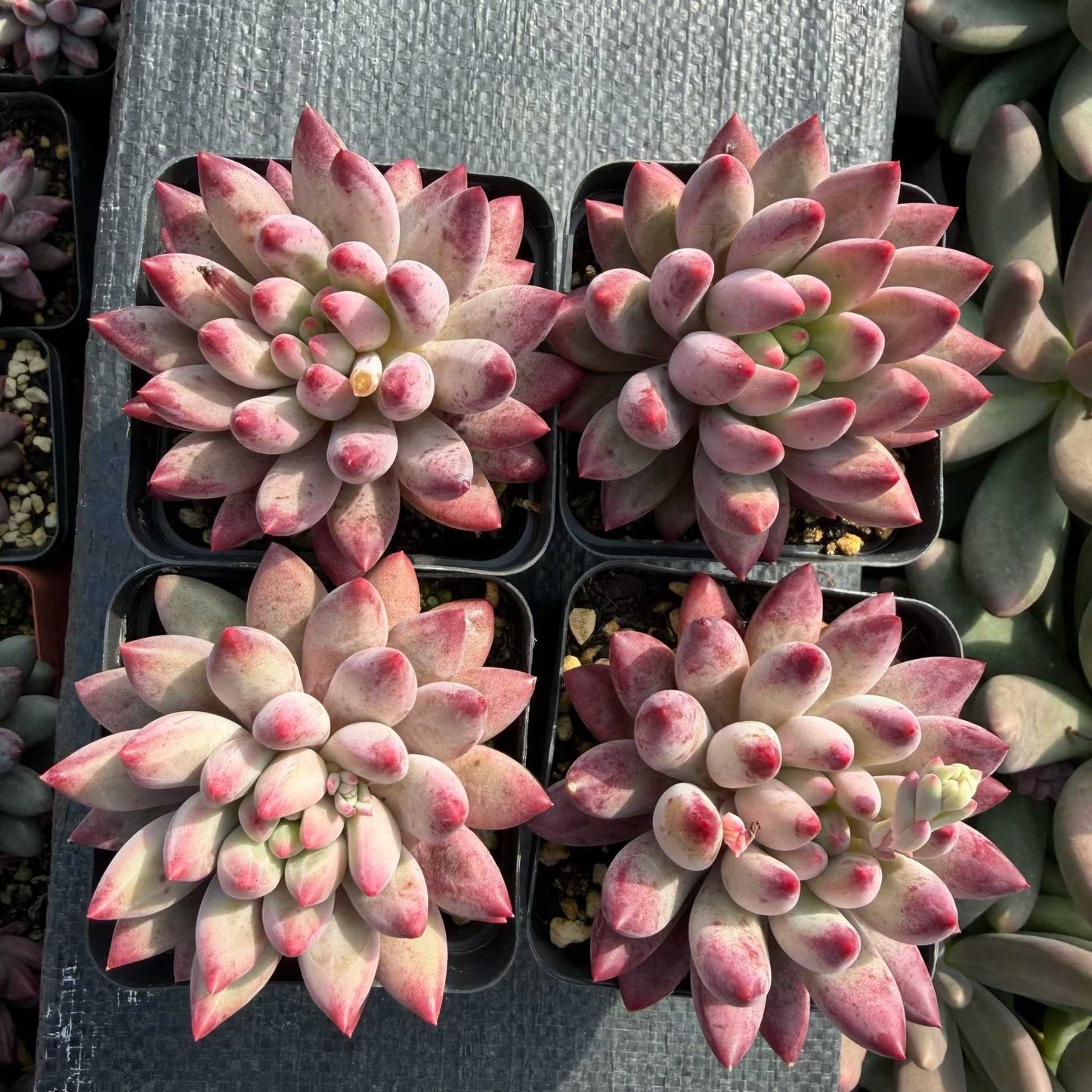 24940 コーンポッピー