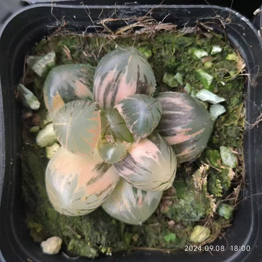 SJC372 OM錦（6.5cm pot）