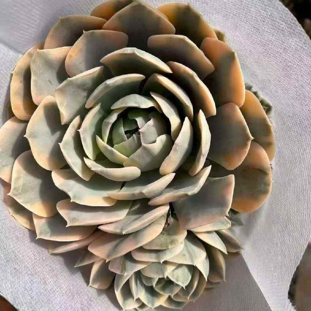 23635 マケベニア錦（16cm pot）