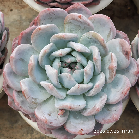 NGN751 ピンクオレンジモンロー（15cm pot）