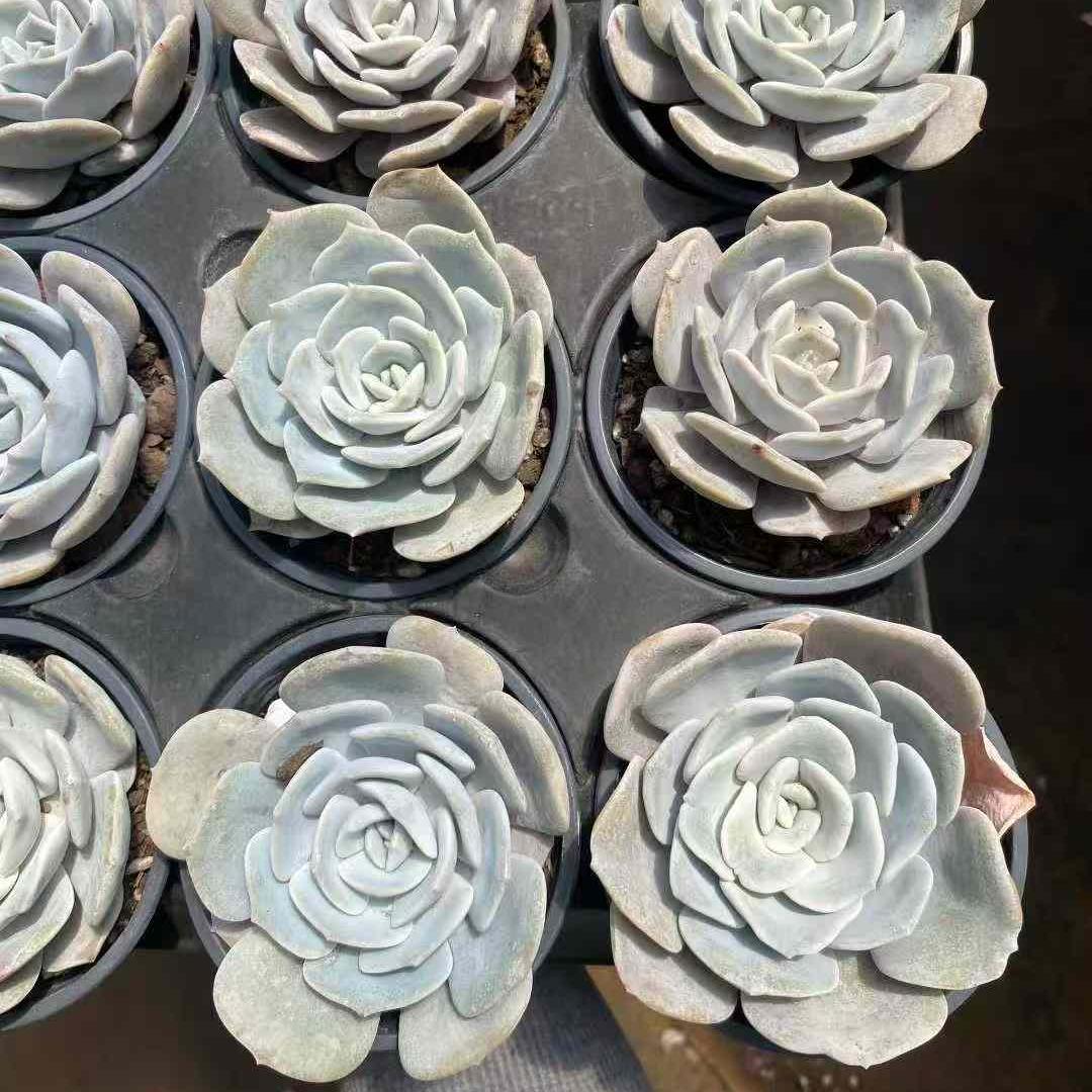 11211 ノイジー・フロスト