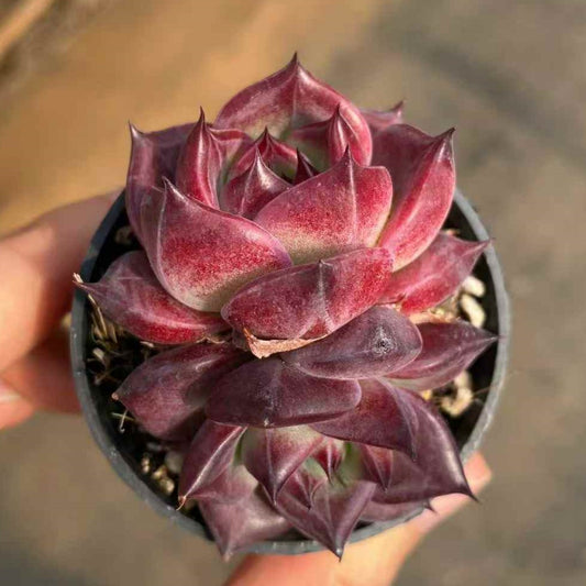 24970 エンベリス