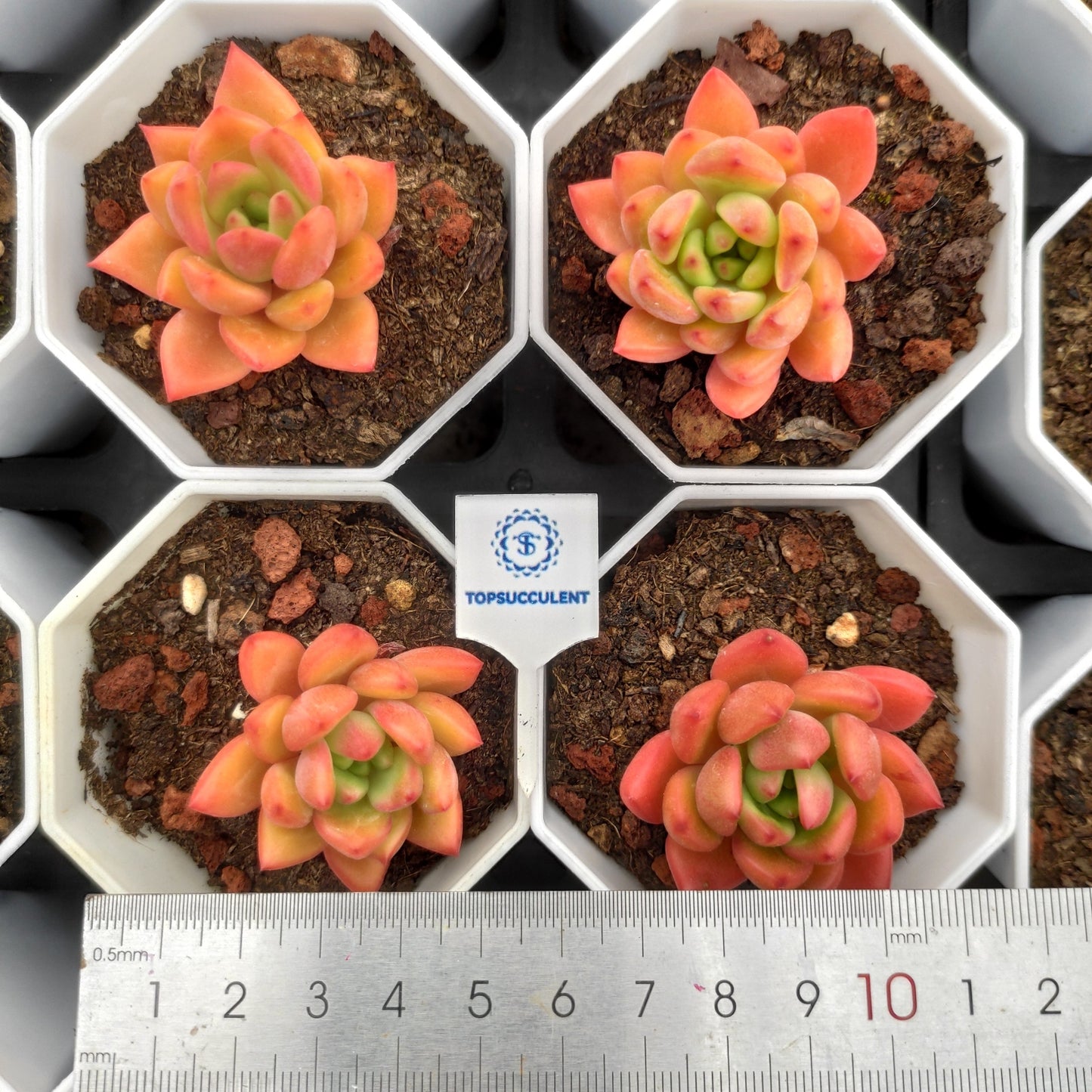 19091 レッドワイン