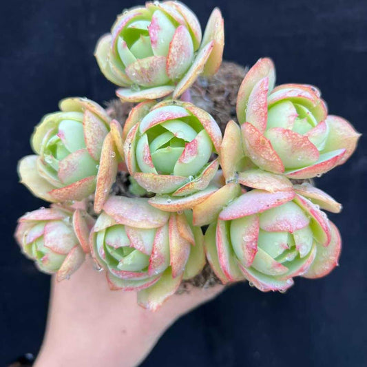 22228 ピーチプライド（14cm pot）