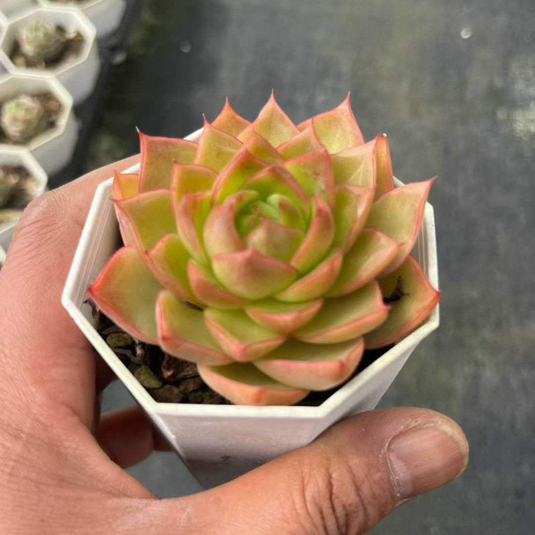 25313 ブルー・ムーン