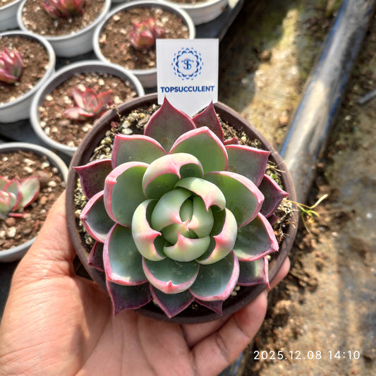 21959 カシオ（12cm pot）