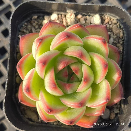 HH158 ムーンストーン（6.5cm pot）
