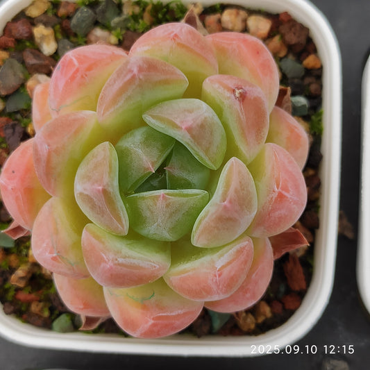 HG089 アメイジング　グレース x コールド　ブーケ（7cm pot）