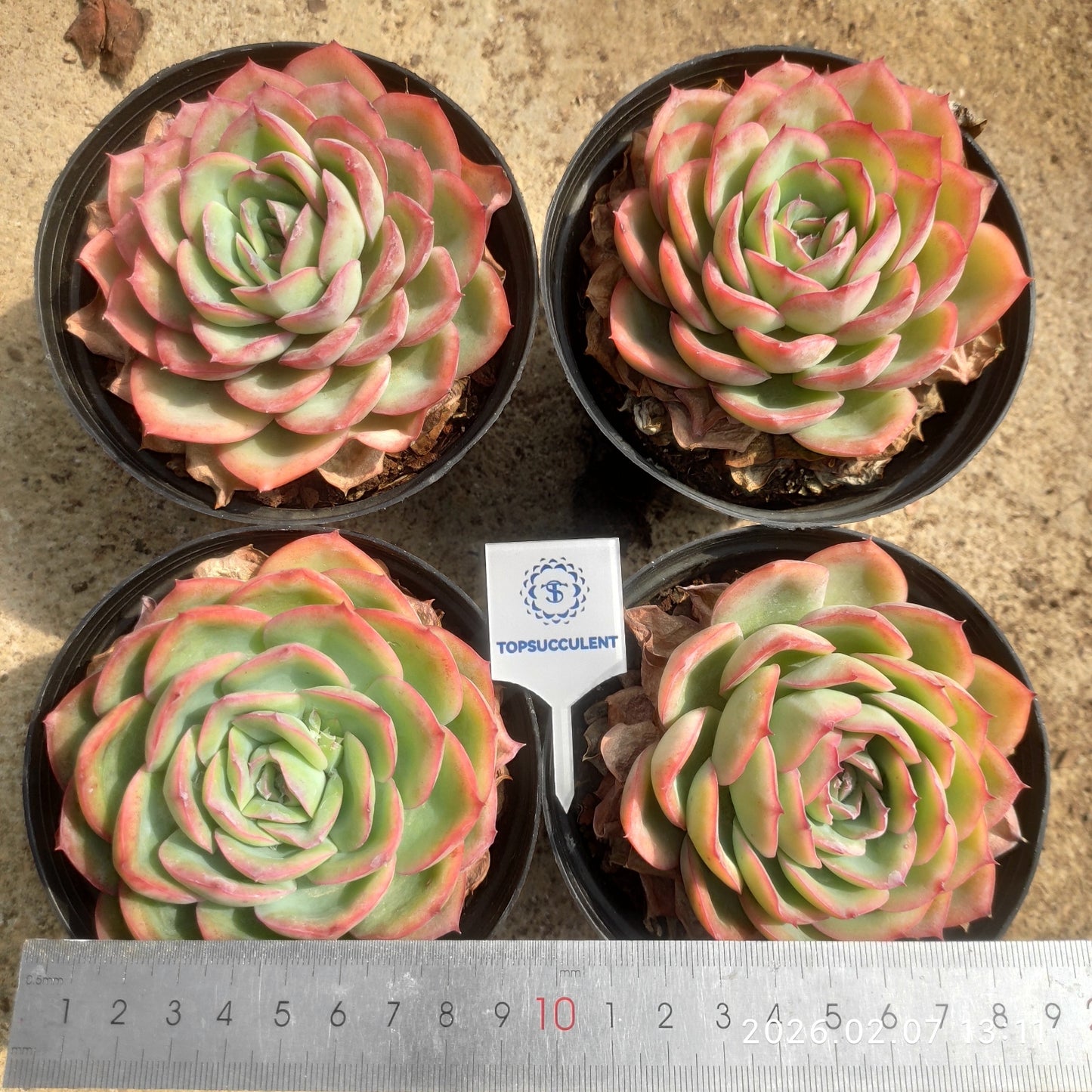 15725 モーニングデュー