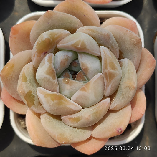 MMY359 ドリーム　オーキッド (5.5cm pot)