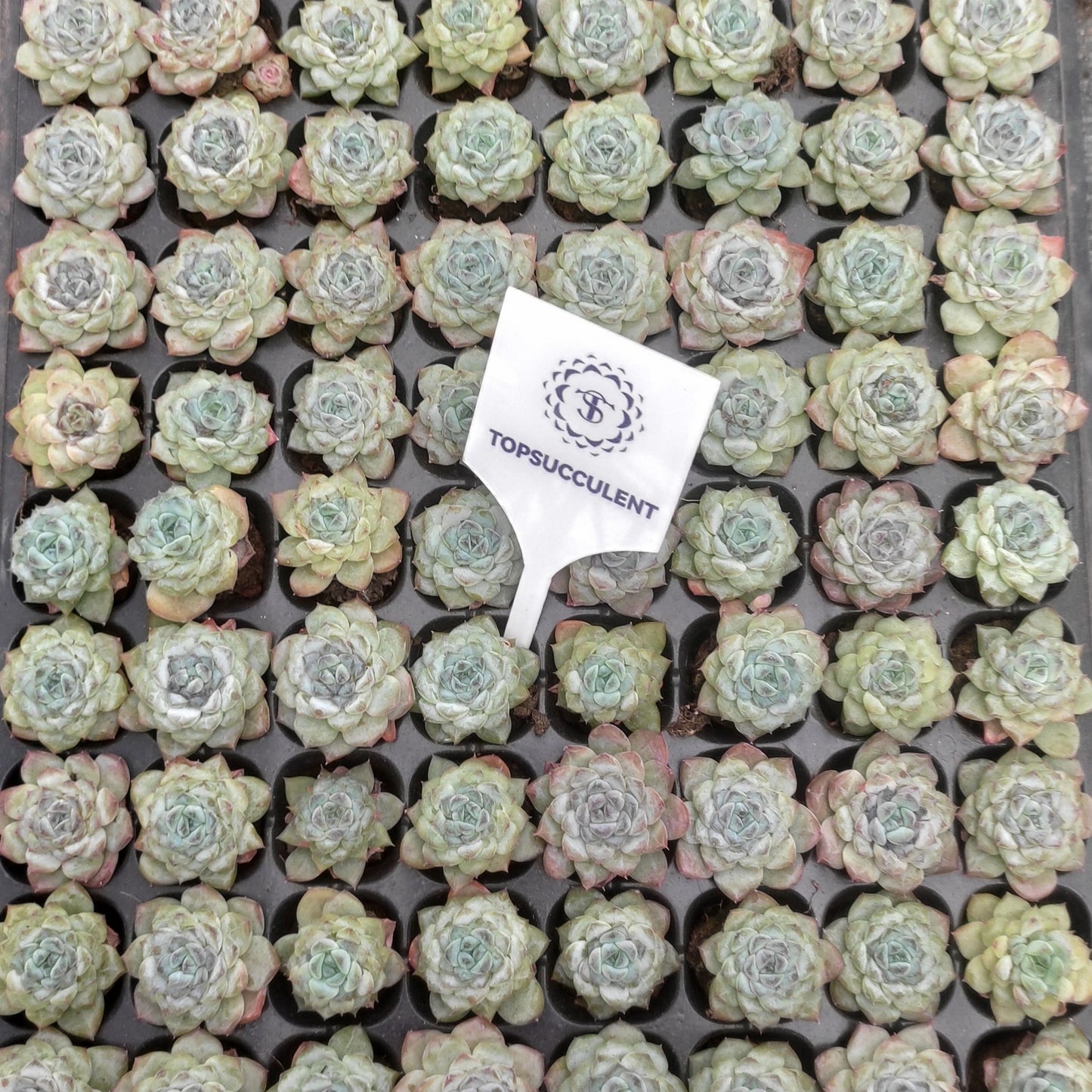 21750  アイスグレープ（3cm pot）（ポット苗）