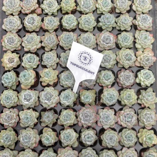 21750  アイスグレープ（3cm pot）（ポット苗）