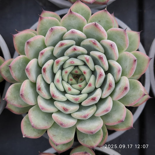 NGN687 スターライトジェニー（9cm pot）