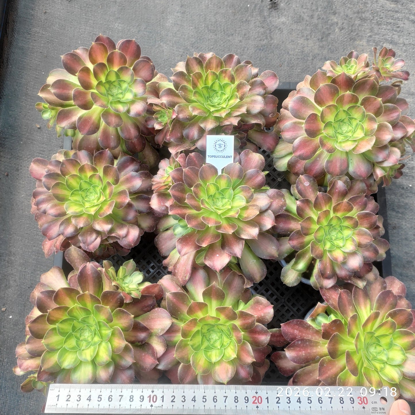 26085 アエオニウム　グロリアスユース