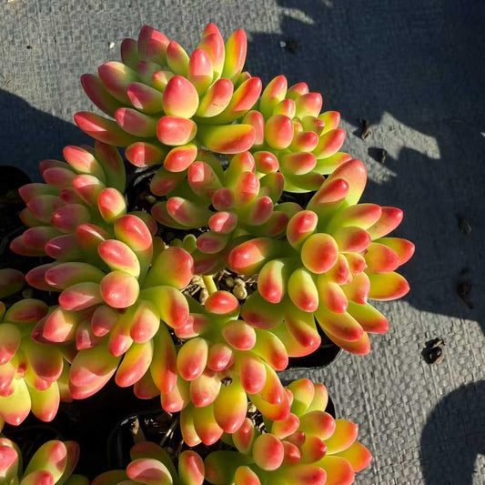 22936 アリス　エブンズ（7cm pot）