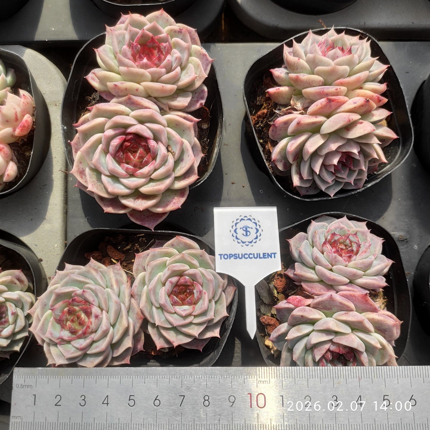 25583 レッドベルベット