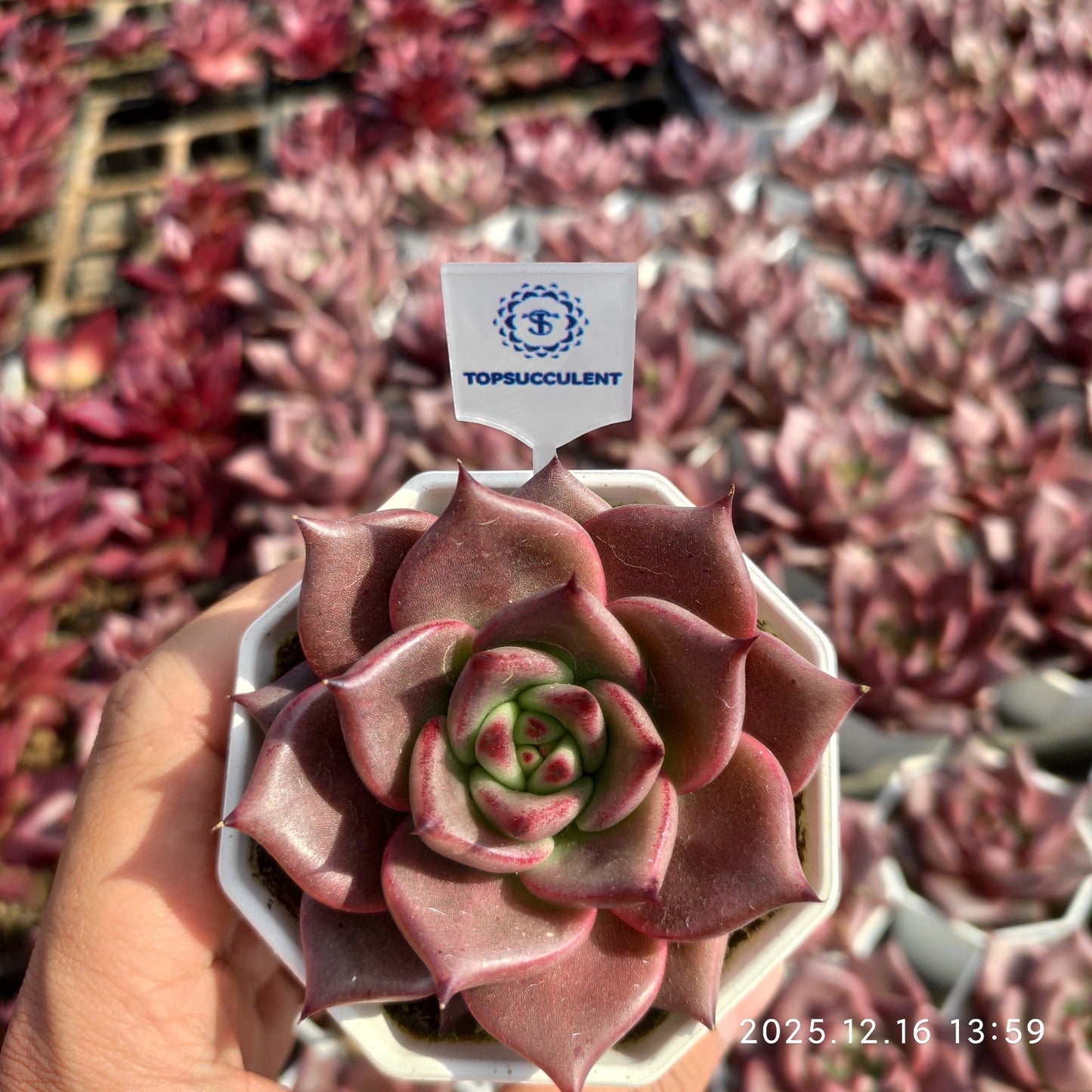 23533 ブラッドロメオ（7cm pot）