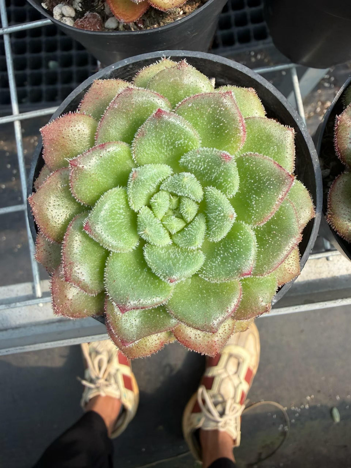 24722 キャロル