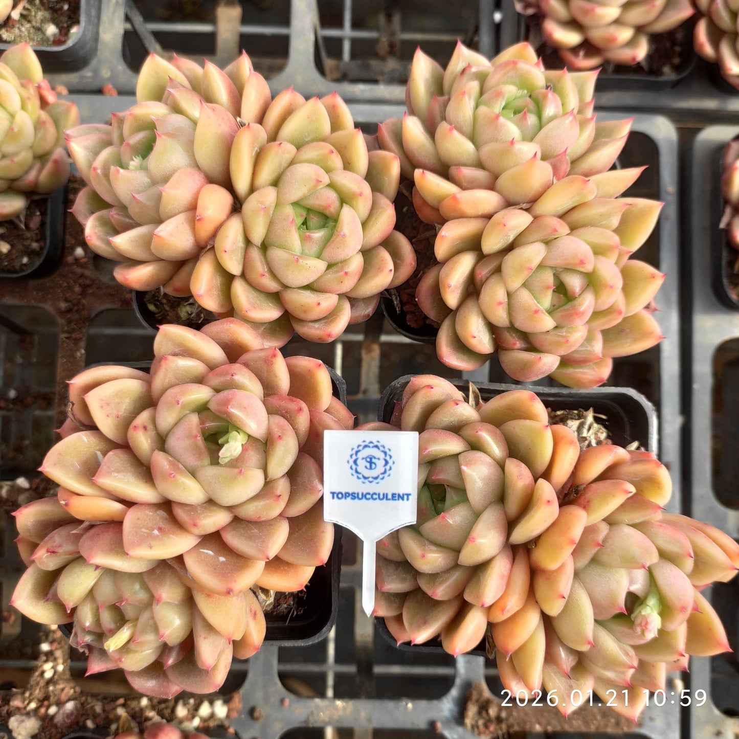 22505 ブライト　ジェニー