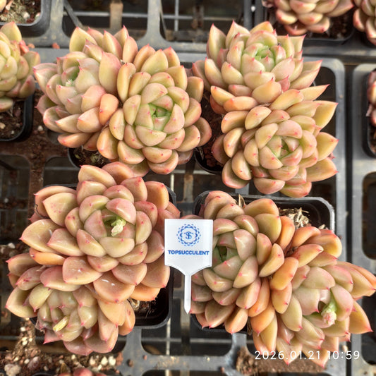 22505 ブライト　ジェニー