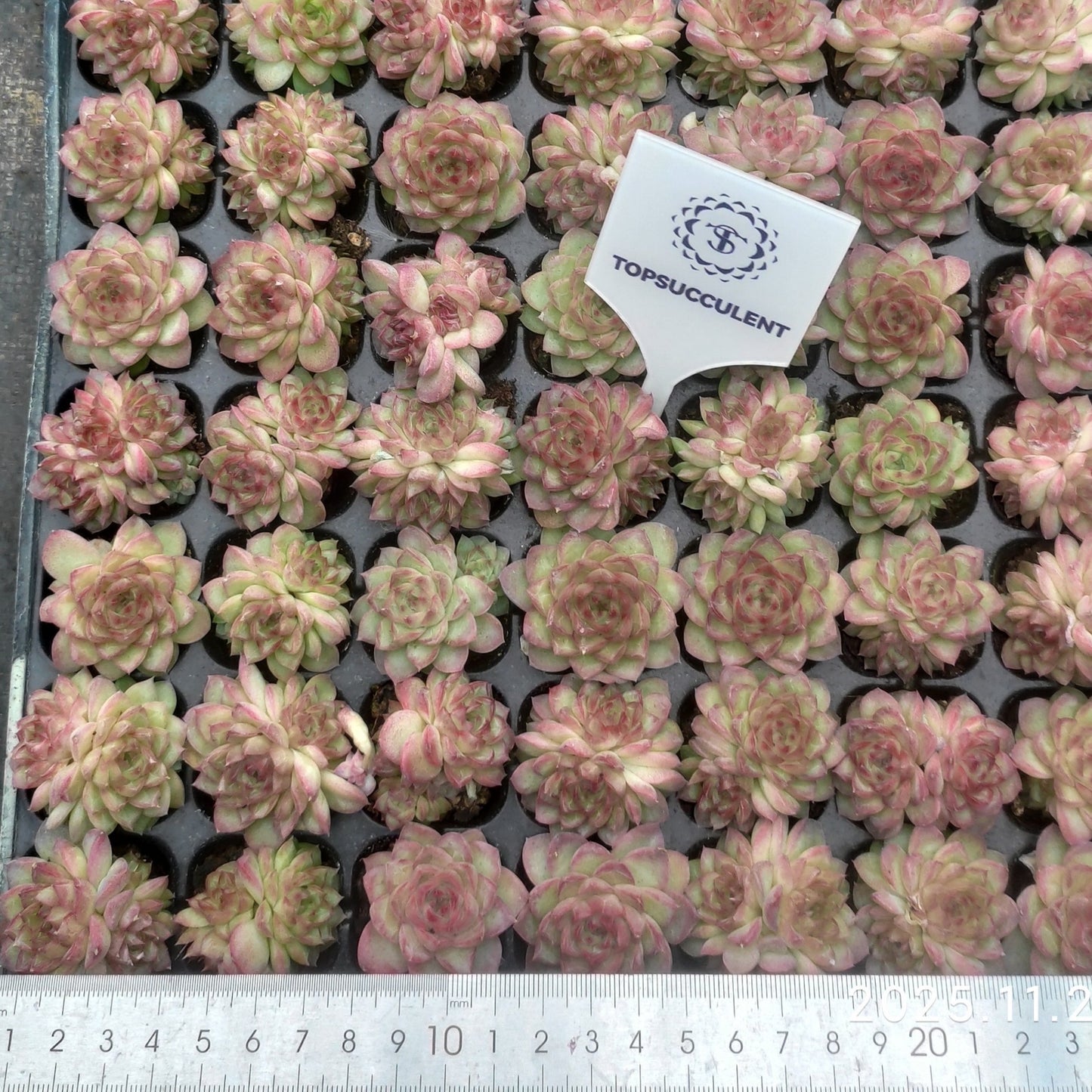 22128  レッドクィーン（3cm pot）（ポット苗）