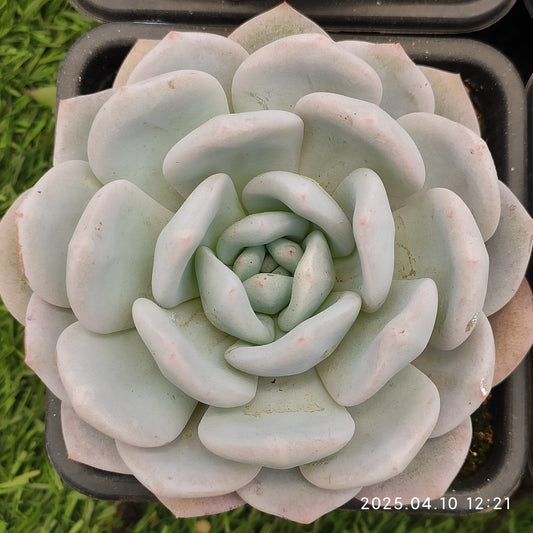 NGN705 ホワイトティー（50cm pot）