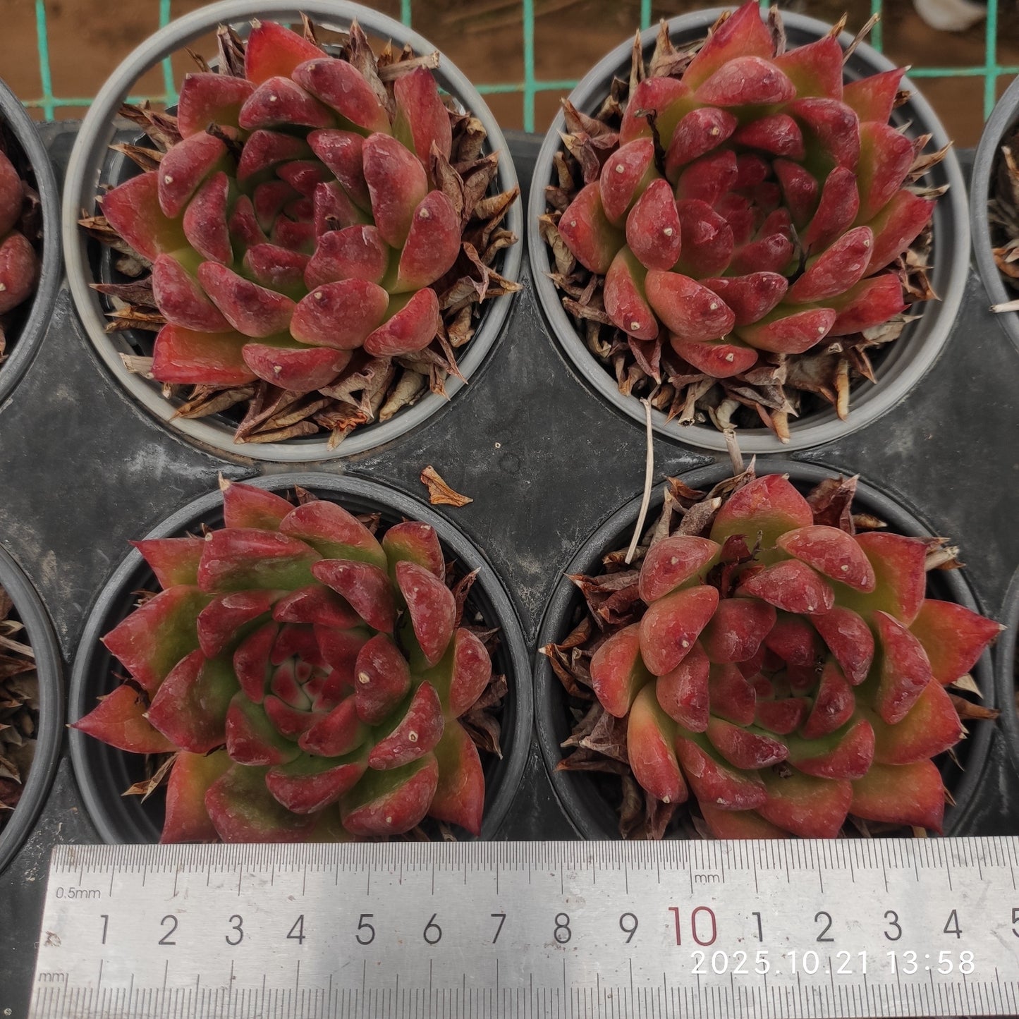 MMY594 フランク(9cm pot)