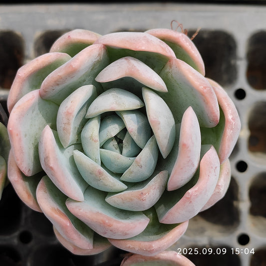 MMT884 スノーウーマン（7cm pot）