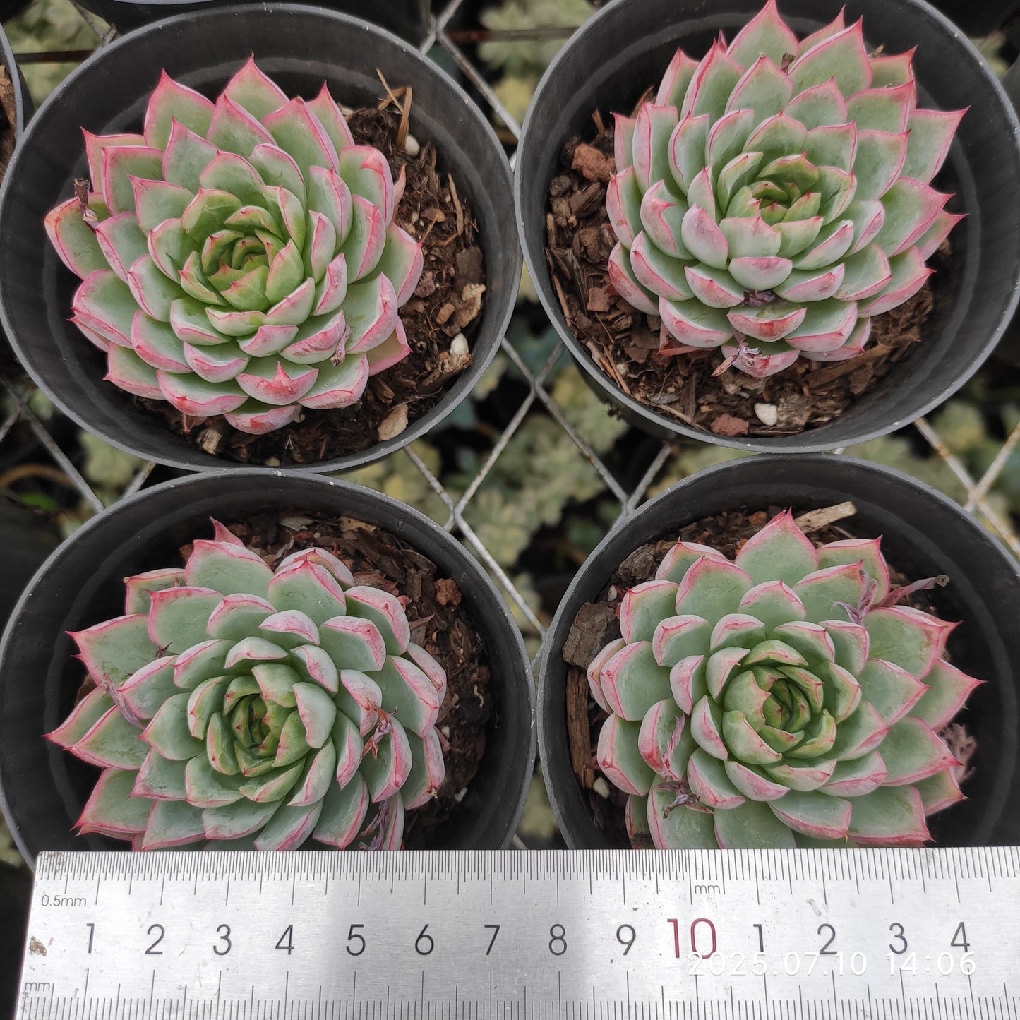 XY181 ピンクメモリー (7cm pot)