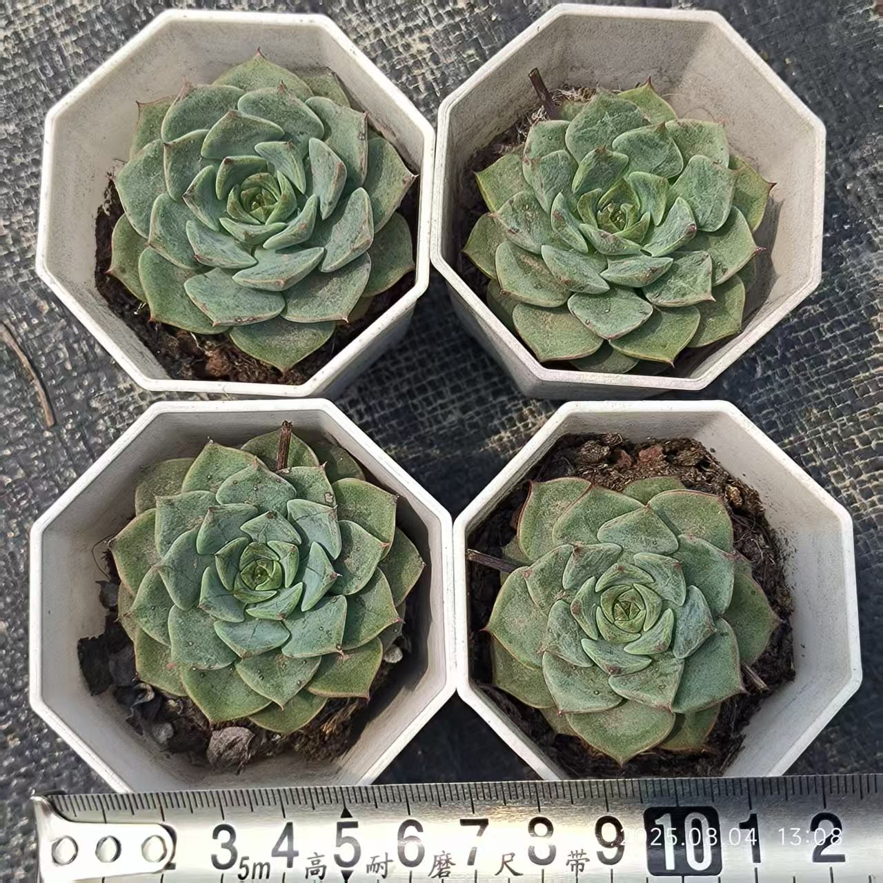 XS750 フラミンゴ （6.5cm pot）
