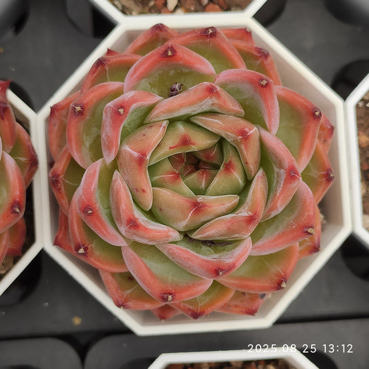 WWA325 キャラメル（7cm pot）