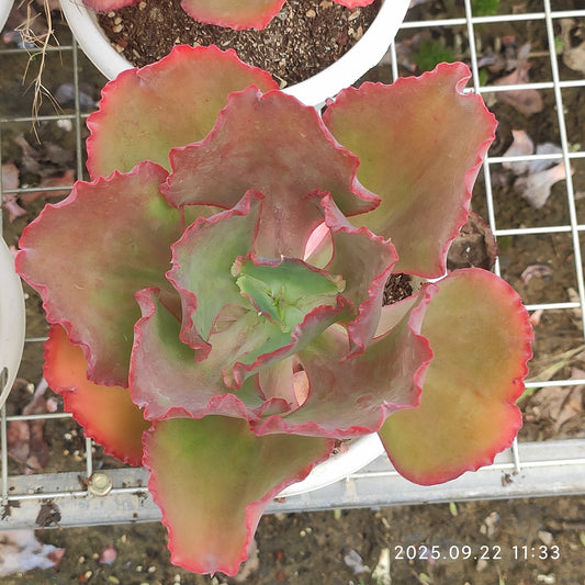 ZAJ060 ウェディング　ドレス（18cm pot）
