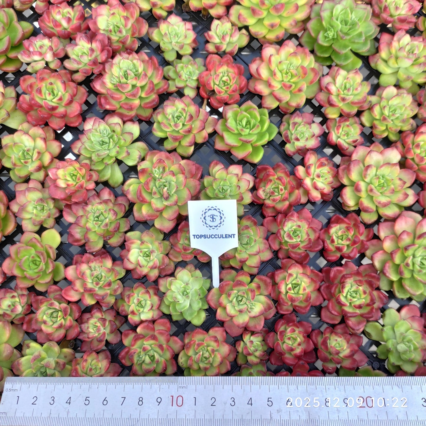 220754 レディジア錦（カット苗）